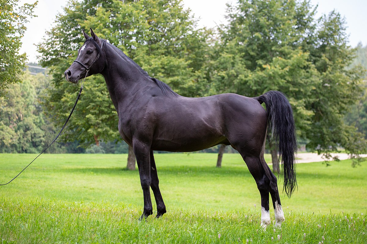 Arabian_horse UAE ABU DHABI